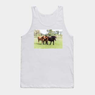 Three horses on pasture looking at camera Tank Top